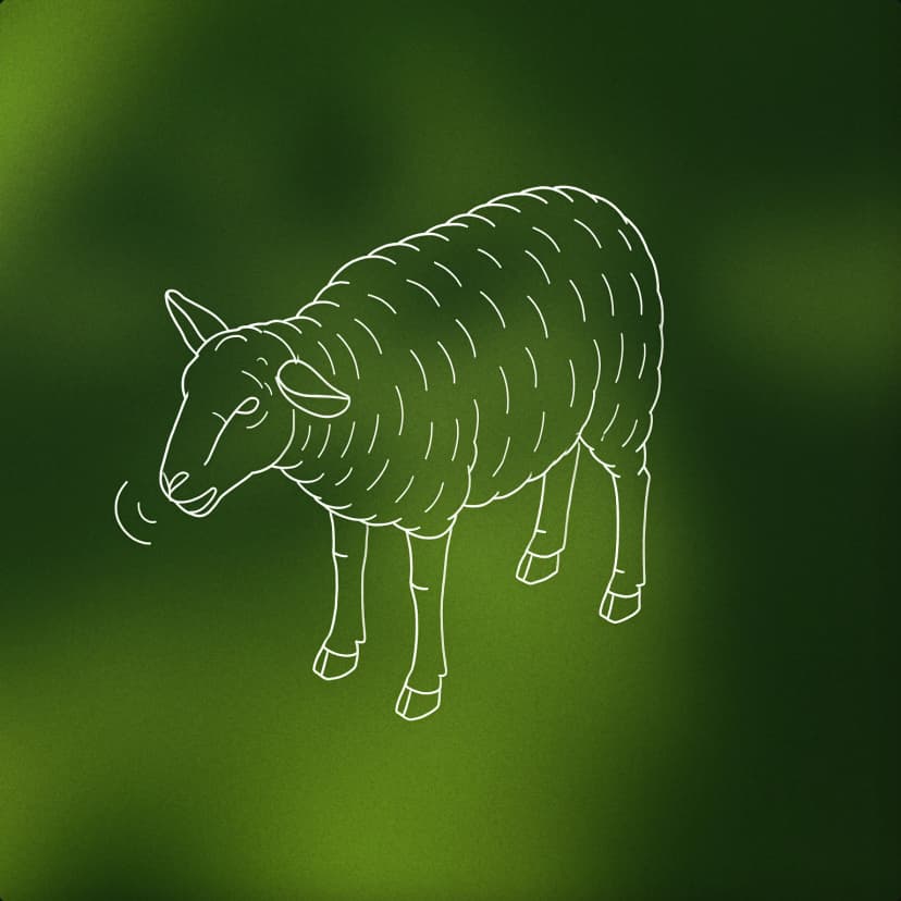 sheepish