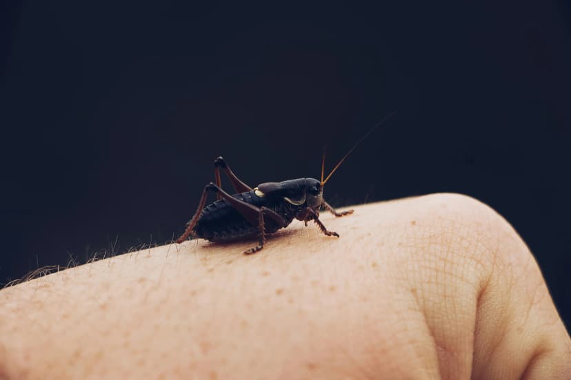 Cricket
