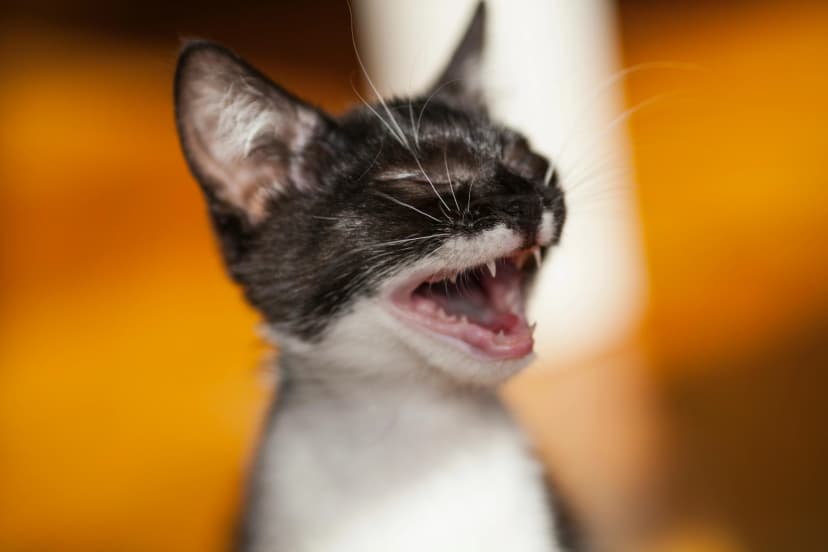Meow