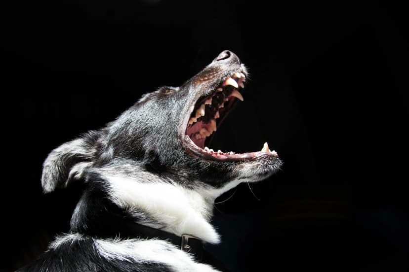 Dog Bark