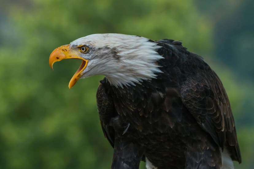 Eagle