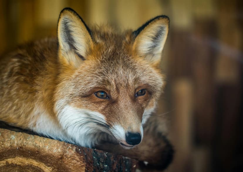 Fox