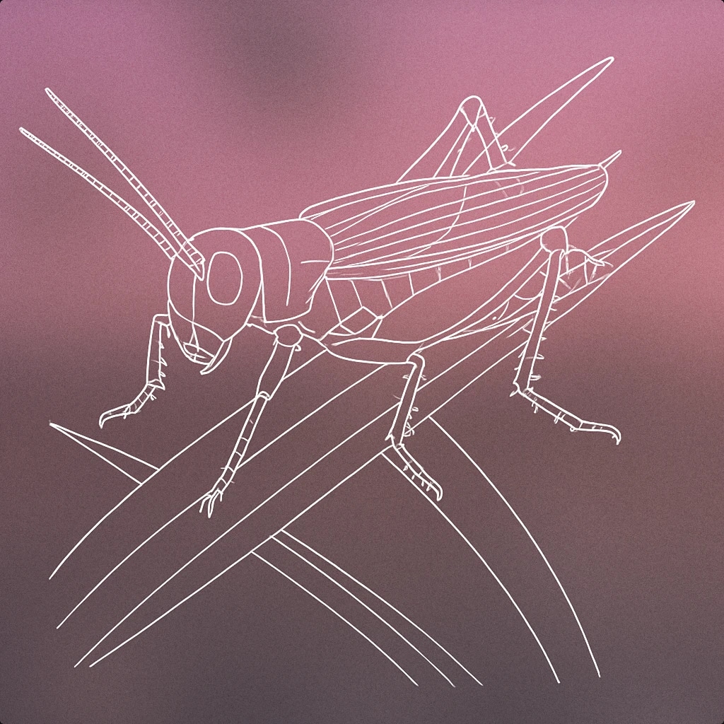 Cover of a single cricket sitting on a stylized blade of grass for Crickets Chirping sound effects