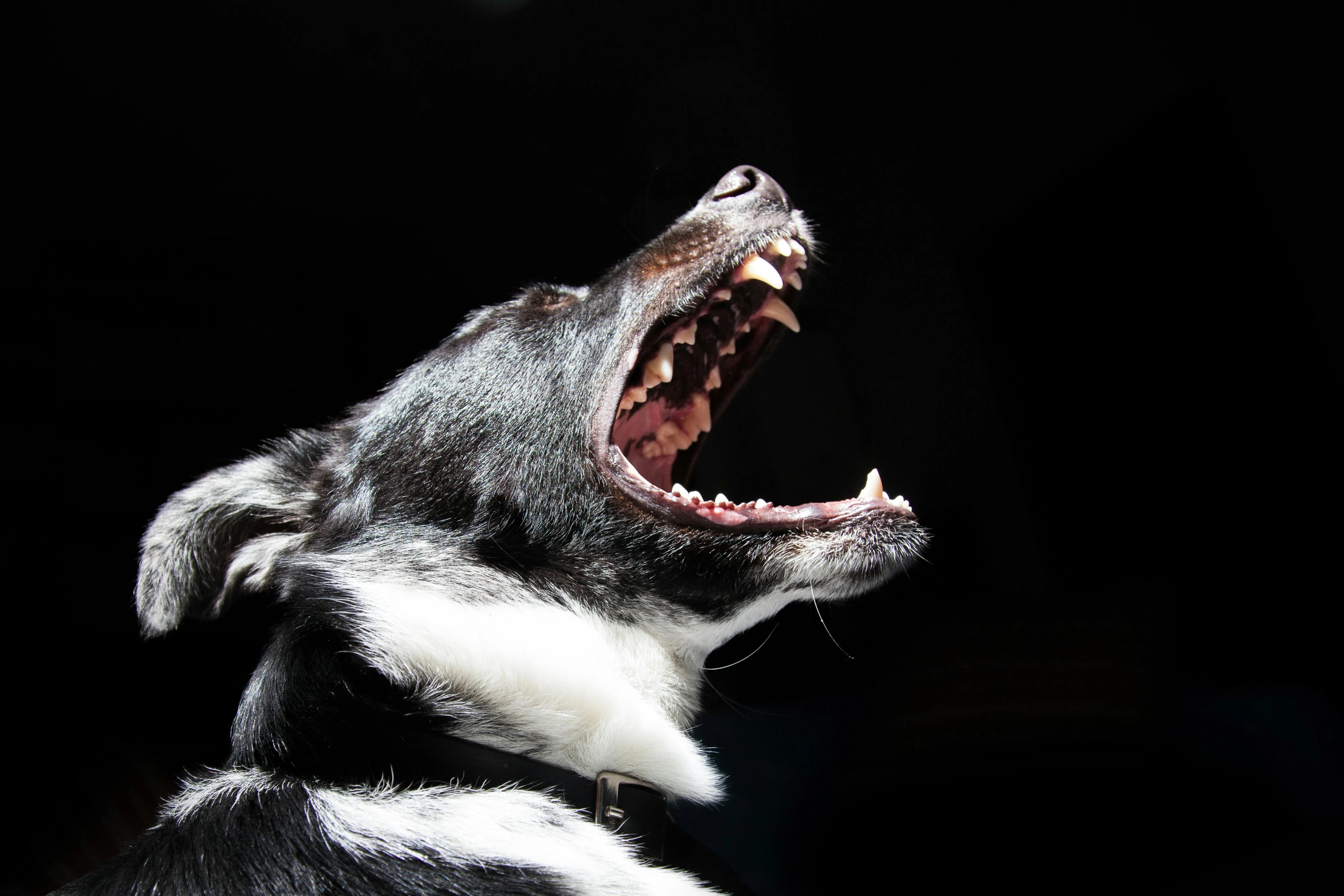 Dog barking soundboard