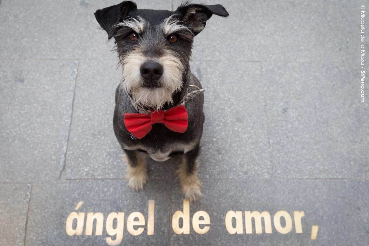 A terrier dog wearing a red bowtie and standing on the sidewalk in front of a sign that reads "angel de amor"