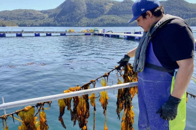 A worker inspects seaweed at an aquaculture facility by a lake surrounded by mountains.