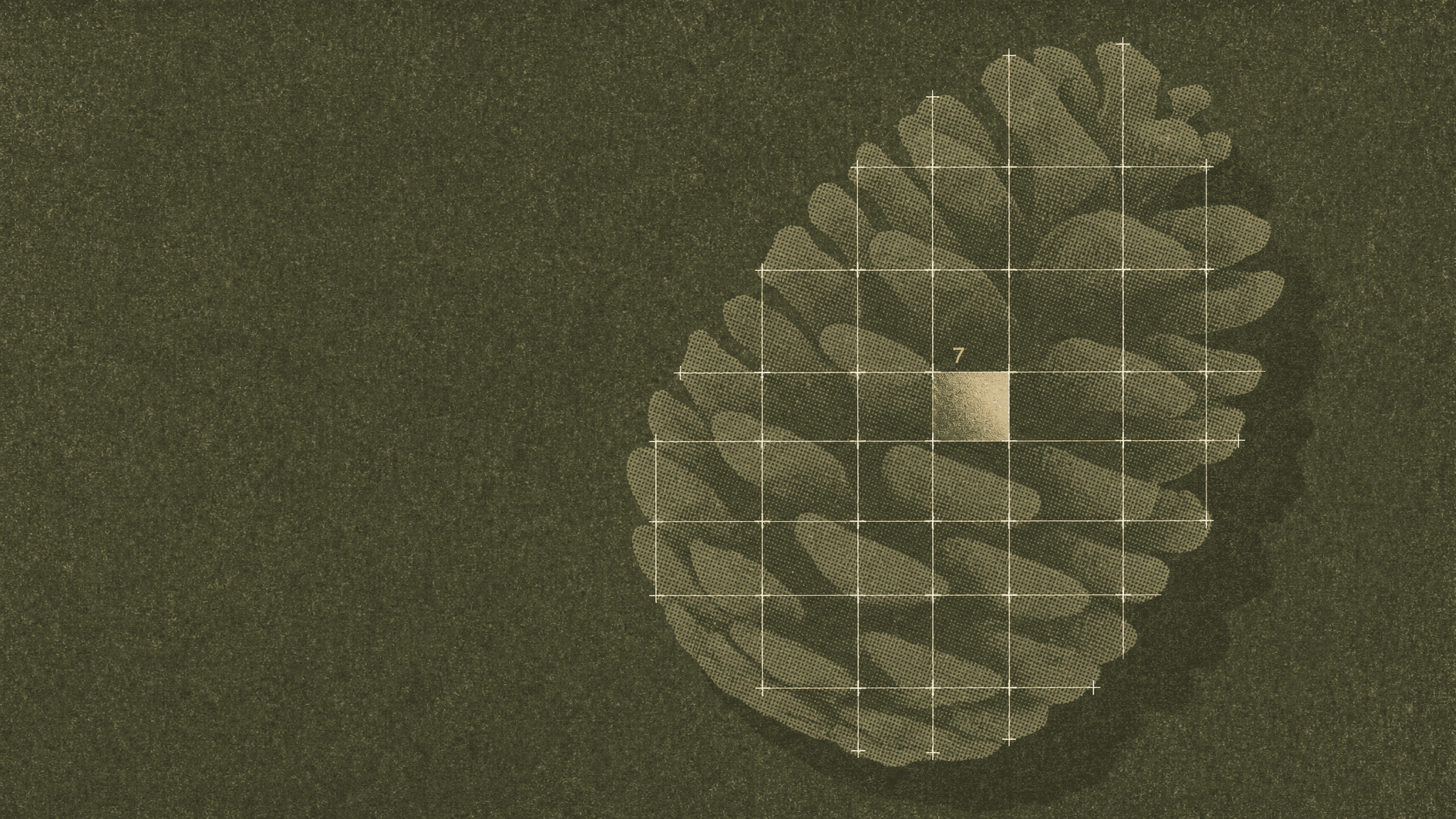 This video presents a calm and static scene with an overall muted, earthy atmosphere. The setting is abstract, featuring a stylized, two-dimensional illustration of a pinecone on a textured, dark olive green background. A white grid overlays the pinecone, and a single square within this grid is highlighted in a shimmering golden color, with the number "7" subtly visible above it. The visual style is a blend of artistic illustration and graphic design, with a somewhat vintage or scientific aesthetic, reminiscent of botanical drawings or old charts. The color palette is dominated by warm, dark olive greens and browns, contrasted with the bright, warm golden highlight. The mood is contemplative and precise.